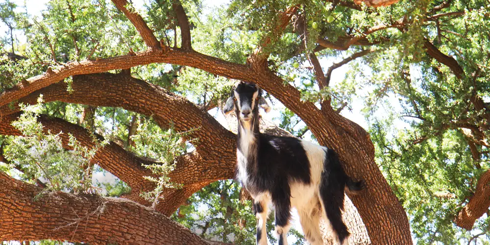 Treklatrende geiter i Marokko