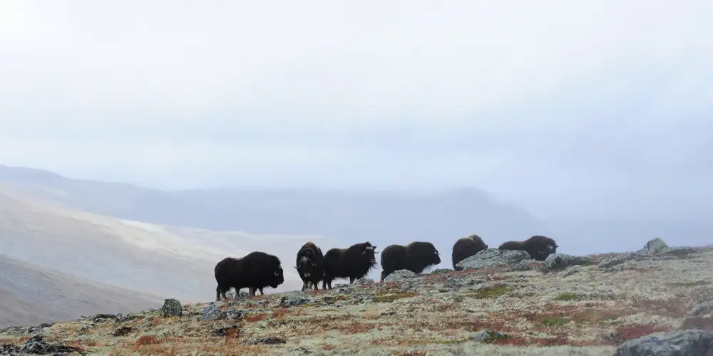 Moskussafari på Dovrefjell