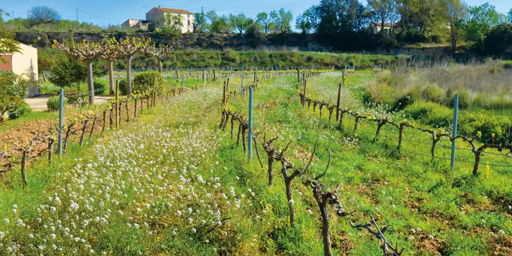 Gledens druer i Penedès