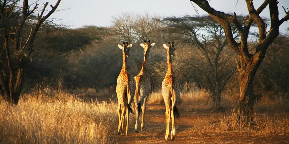 Smil og smerte i Swaziland