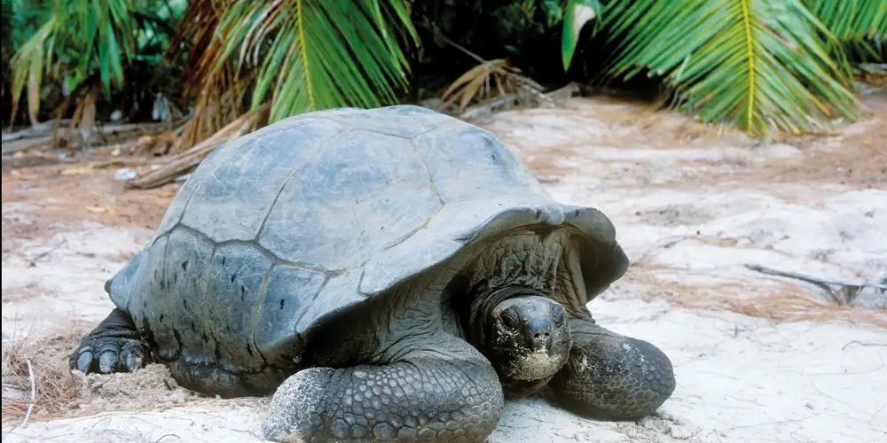 Seychellenes koralløyer