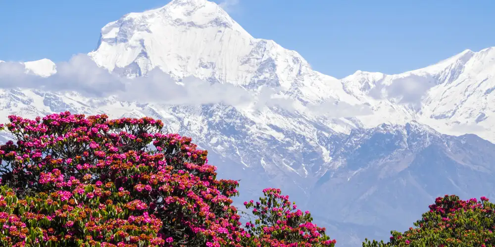 Snart blomstrer det i Annapurna