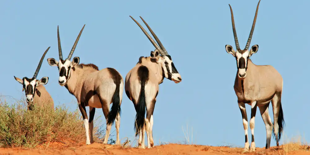 10 på topp: Botswana