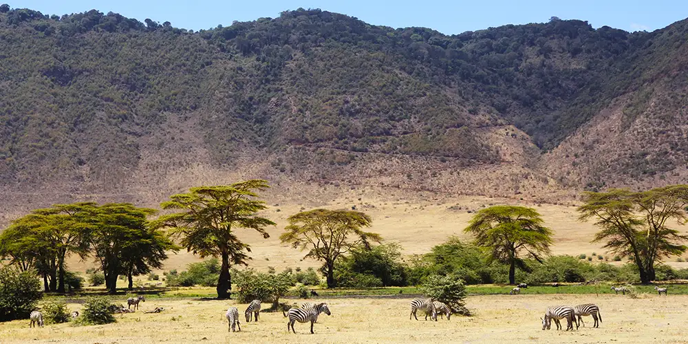 Vulkansk safarisirkus