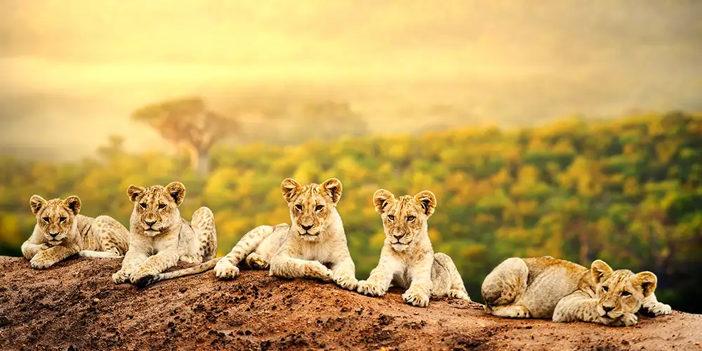 Afrikas 10 beste safariland