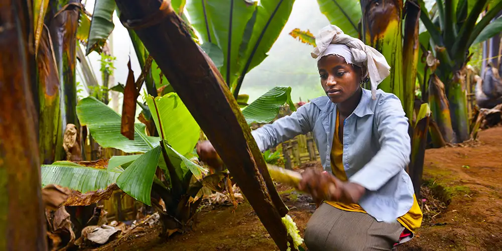 Bananrepublikken Dorze