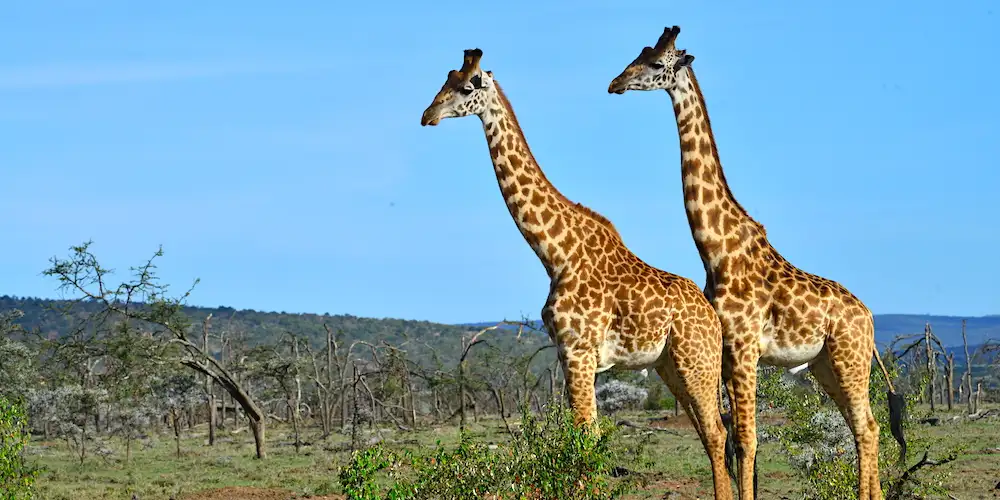 Safari i Kenya – som ikke setter spor