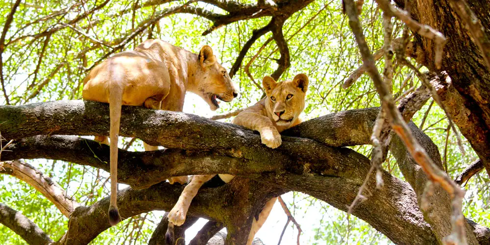 Afrikas 10 beste safarier