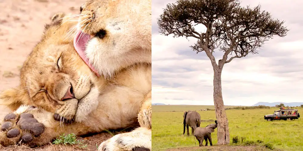 Safari for fremtiden