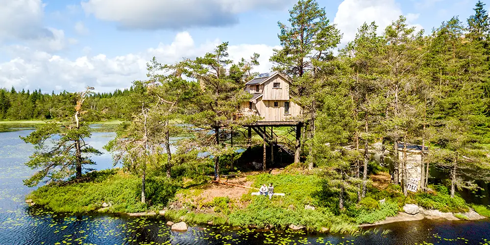 Drøm søtt i toppen av et tre