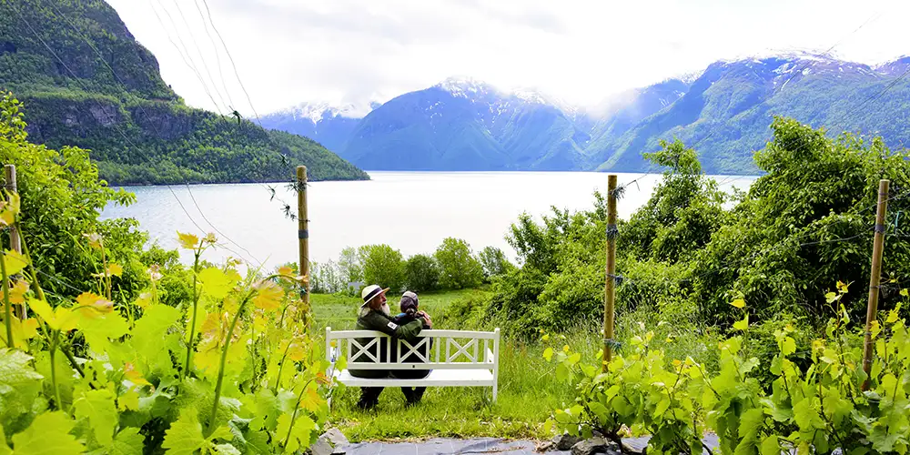 Verdens nordligste vin