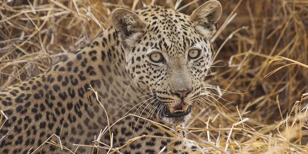 Årets 10 villeste drømmereiser