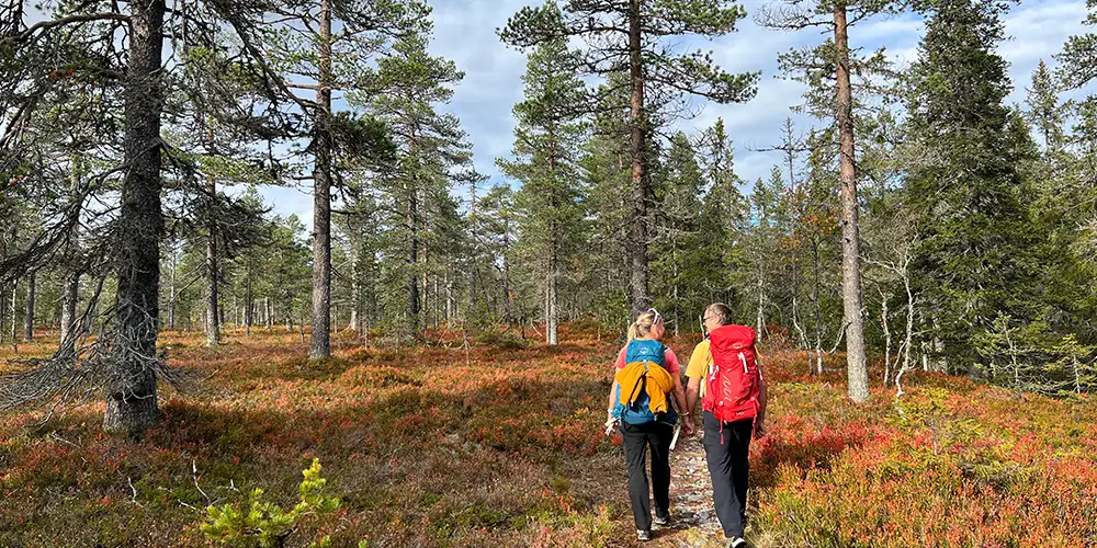 Fin fottur på Hedmarksvidda