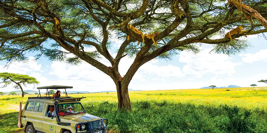 Serengeti på budsjett