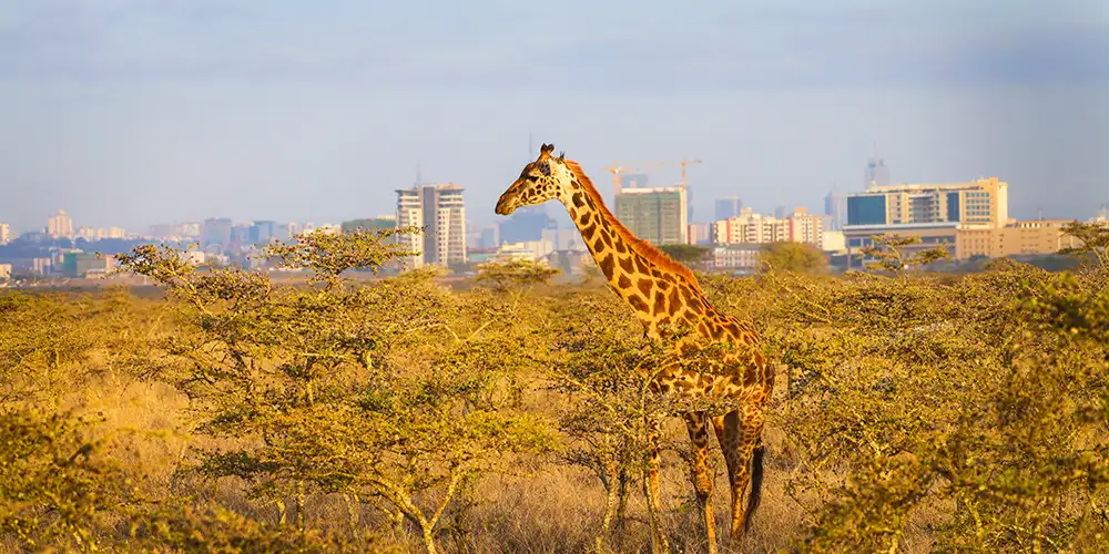 Her er de hotteste reisemålene i 2024