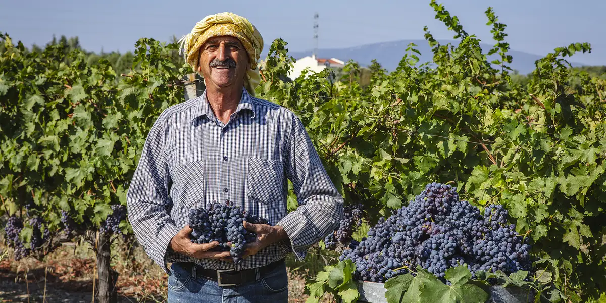 Ny vår for tyrkisk vin