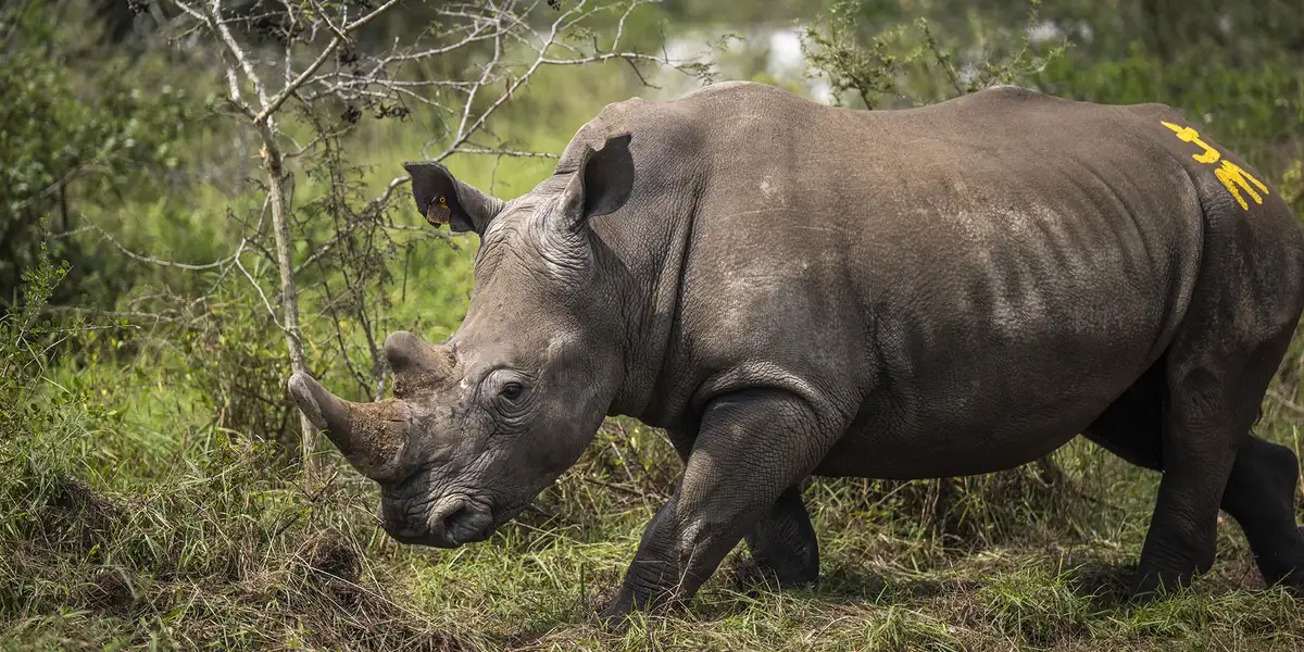 3. Rwanda – en ny safaristjerne