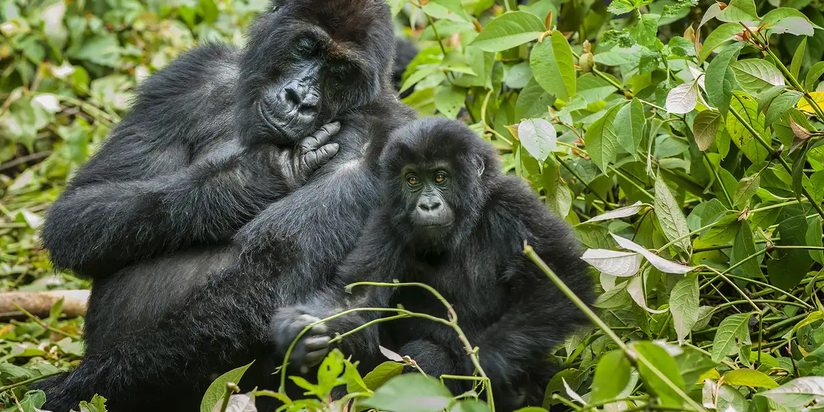 9. Kongo – Afrikas glemte villmark