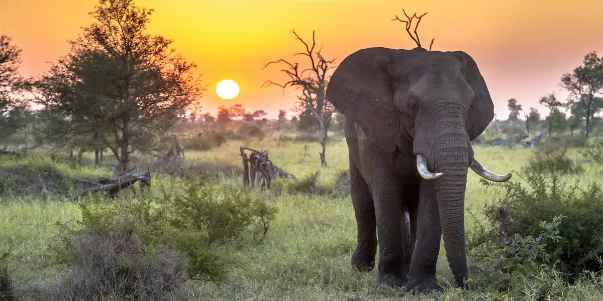 Vinn gratis reise til Sør-Afrika