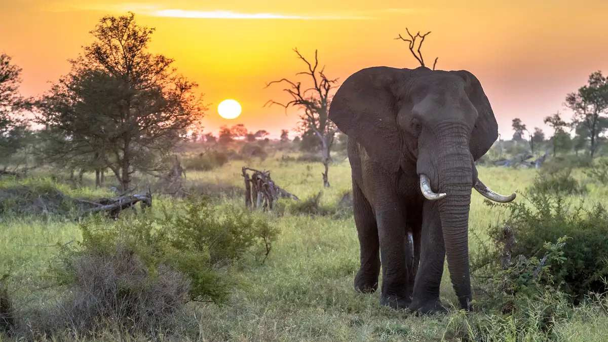 Vinn gratis reise til Sør-Afrika
