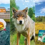 Forfatternes 11 favoritter i eventyrlige Nord-Norge