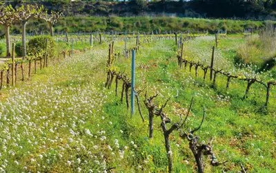 Gledens druer i Penedès