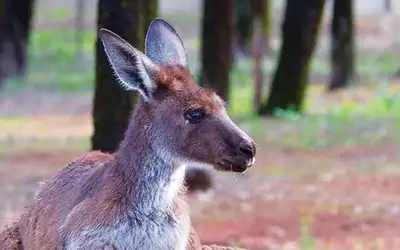 Australia på 1-2-3