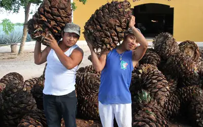 Fra rot til tequila i Mexico