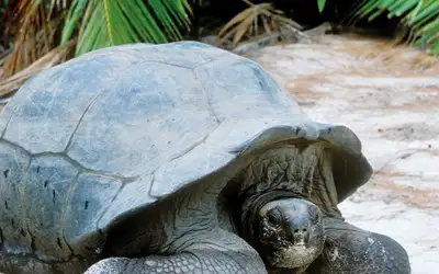 Seychellenes koralløyer