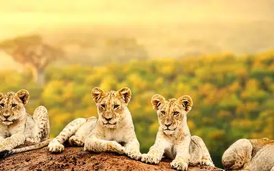 Afrikas 10 beste safariland