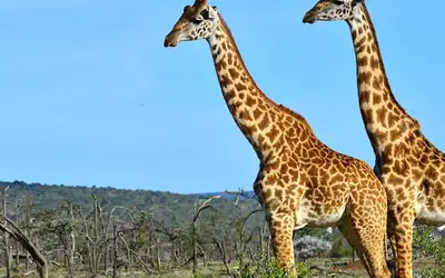 Safari i Kenya - som ikke setter spor