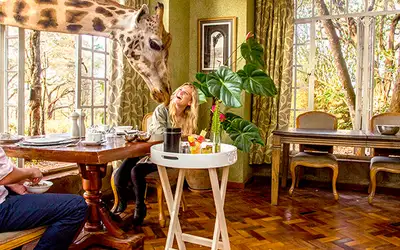 Spis frokost med sjiraffer