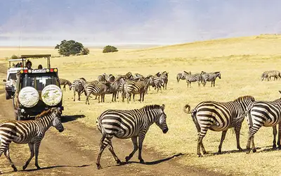 Safari for alle – finn den som passer deg