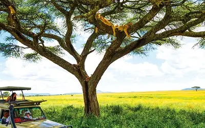 Serengeti på budsjett