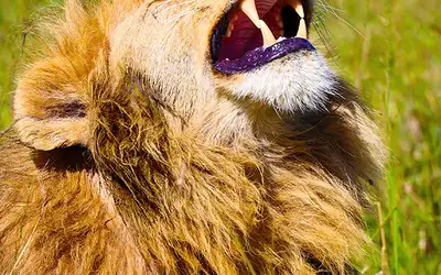 Bærekraftig turisme i Masai Mara