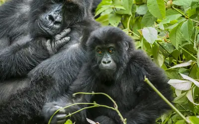 9. Kongo – Afrikas glemte villmark