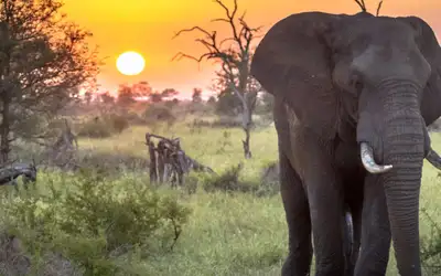 Vinn gratis reise til Sør-Afrika