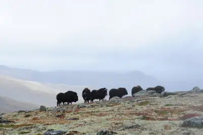 Moskussafari på Dovrefjell