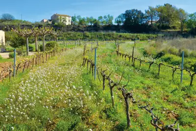 Gledens druer i Penedès