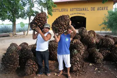Fra rot til tequila i Mexico