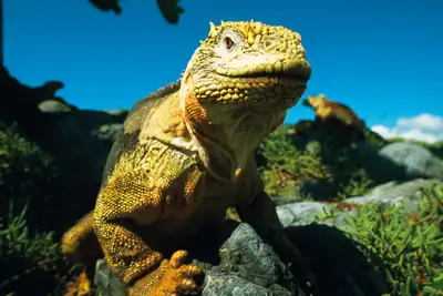 Øyhopping på de forheksede øyer
