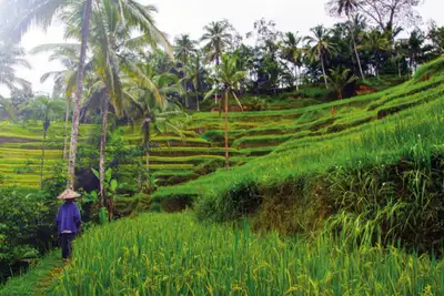 Smaragdgrønne Bali