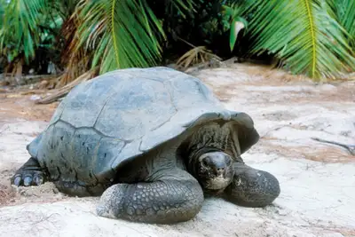 Seychellenes koralløyer