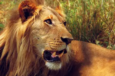Fototips: Safari