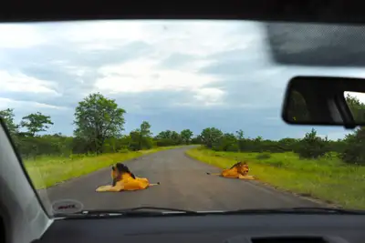 Gjør-det-selv-safari