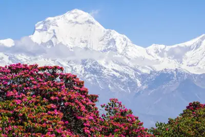 Snart blomstrer det i Annapurna