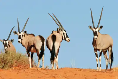 10 på topp: Botswana