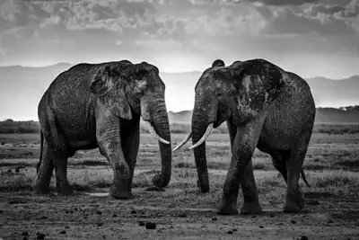 Slik får du sett «The Big Five»