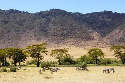 Vulkansk safarisirkus