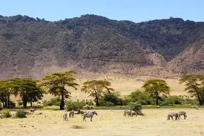 Vulkansk safarisirkus